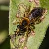 Choerades fimbriata